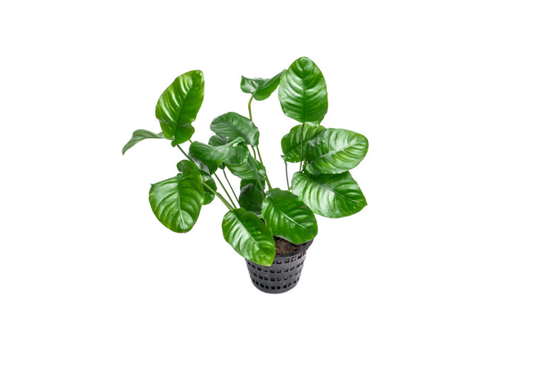 Healthy Anubias Barteri Wrinkle Leaf aquatic plant in a CPA mother pot, featuring broad, textured leaves for freshwater aquariums.
