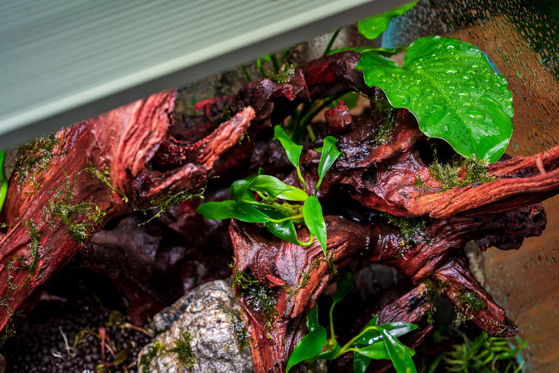 Healthy Anubias Chili Jalapeno aquatic plant from CPA with vibrant green leaves and distinctive red-tipped foliage, suitable for freshwater aquariums.