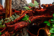 Anubias Chili Mini