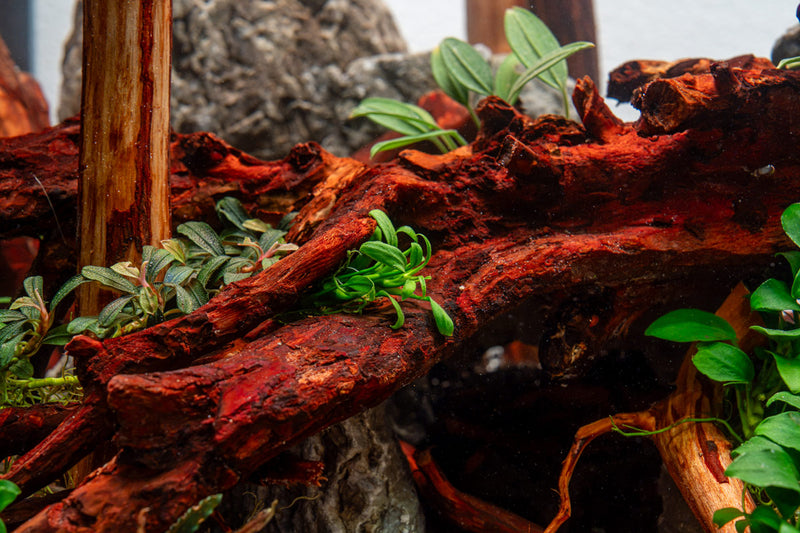 Anubias Chili Mini