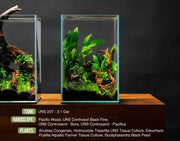 Eleocharis Pusillis Aquatic Farmer Tissue Culture Aquatic Plant - Buce Plant