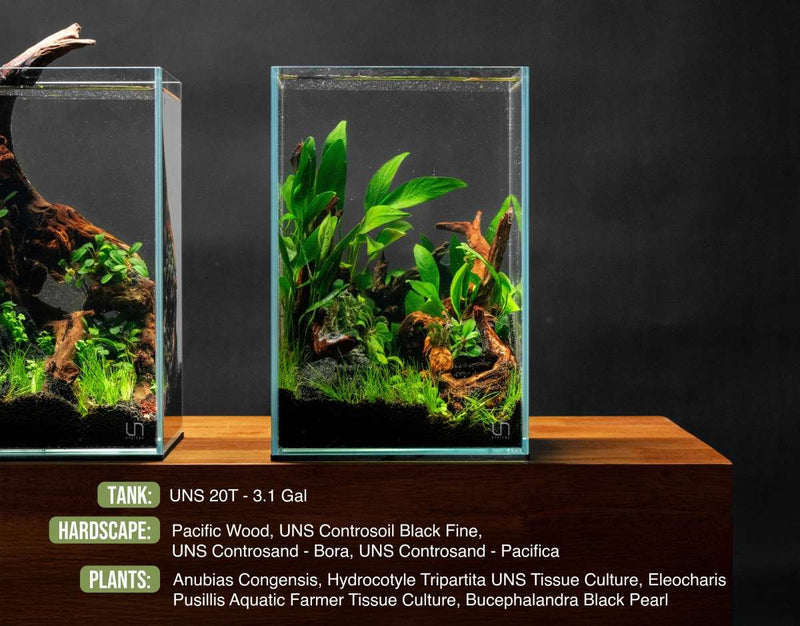 Eleocharis Pusillis Aquatic Farmer Tissue Culture Aquatic Plant - Buce Plant