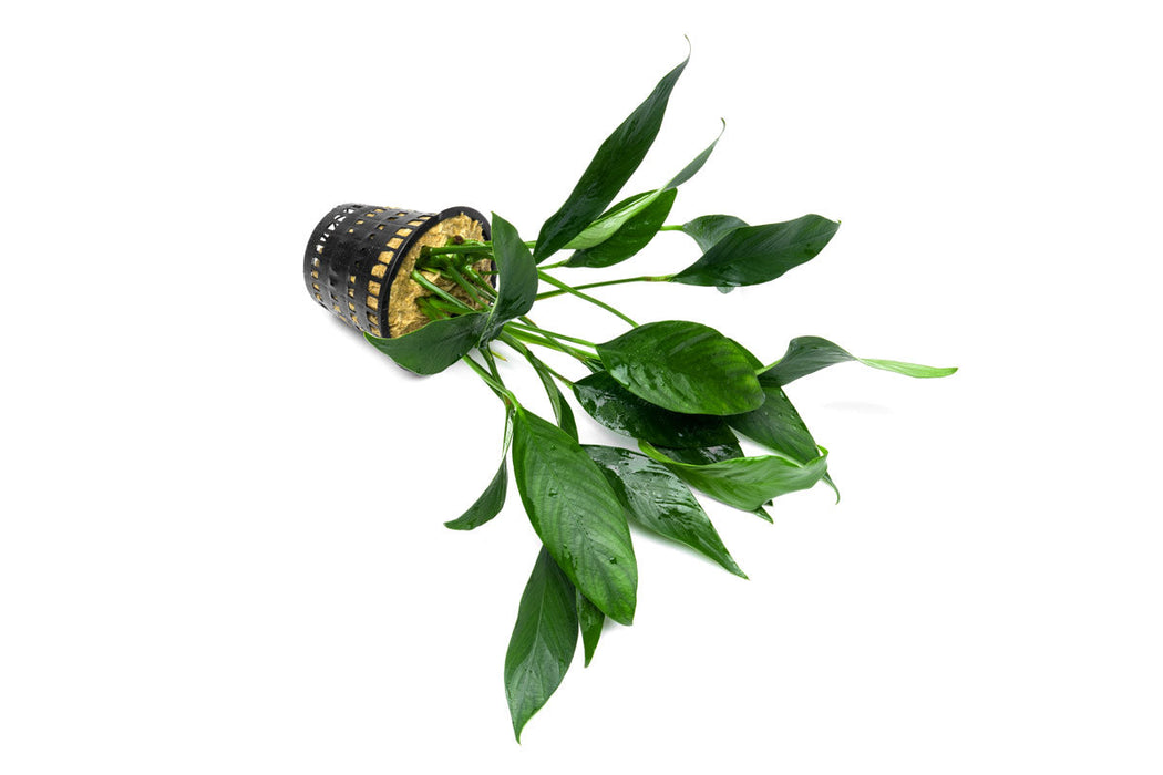 Anubias Congensis Mother Pot