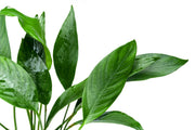 Anubias Congensis Mother Pot Aquatic Plant - Buce Plant