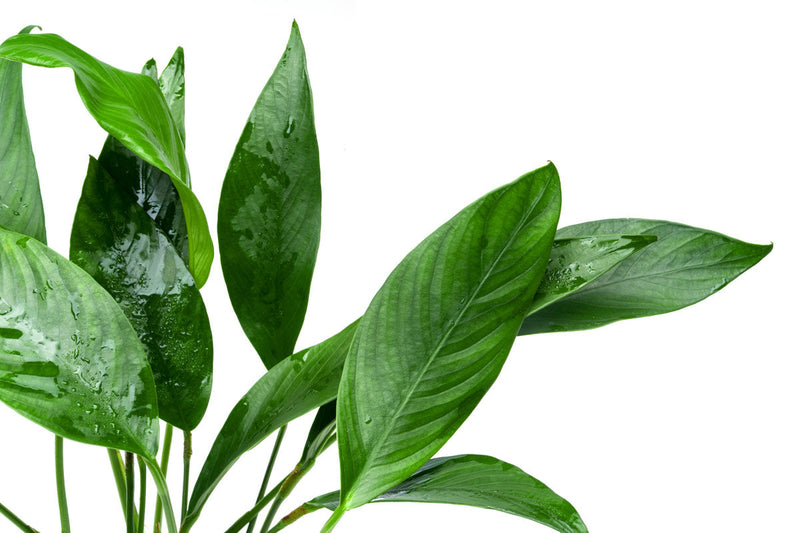 Anubias Congensis Mother Pot Aquatic Plant - Buce Plant