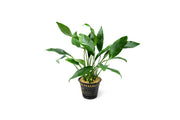 Anubias Congensis Mother Pot Aquatic Plant - Buce Plant