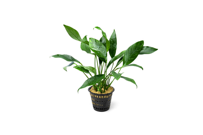 Anubias Congensis Mother Pot Aquatic Plant - Buce Plant