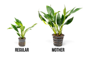 Anubias Congensis Mother Pot Aquatic Plant - Buce Plant