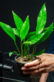 Anubias Congensis Mother Pot Aquatic Plant - Buce Plant
