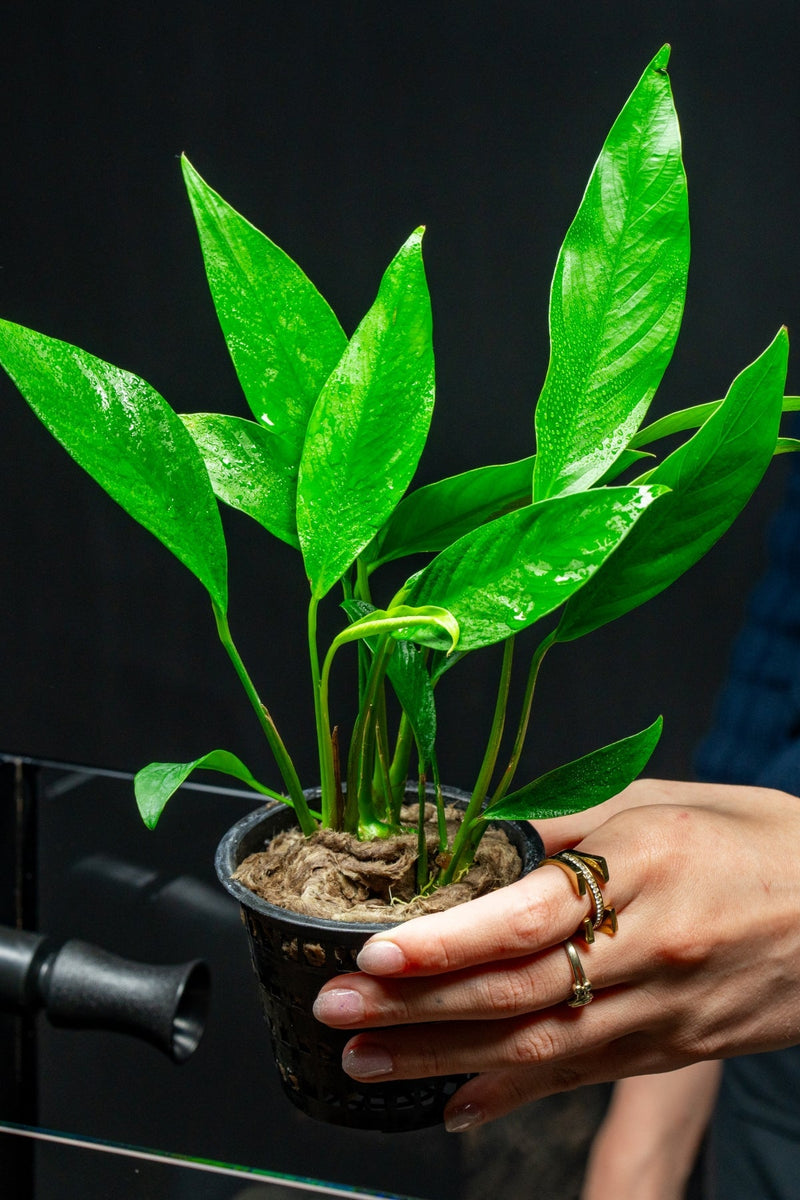 Anubias Congensis Mother Pot Aquatic Plant - Buce Plant