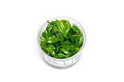 Anubias Congensis UNS Tissue Culture Aquatic Plant - Buce Plant