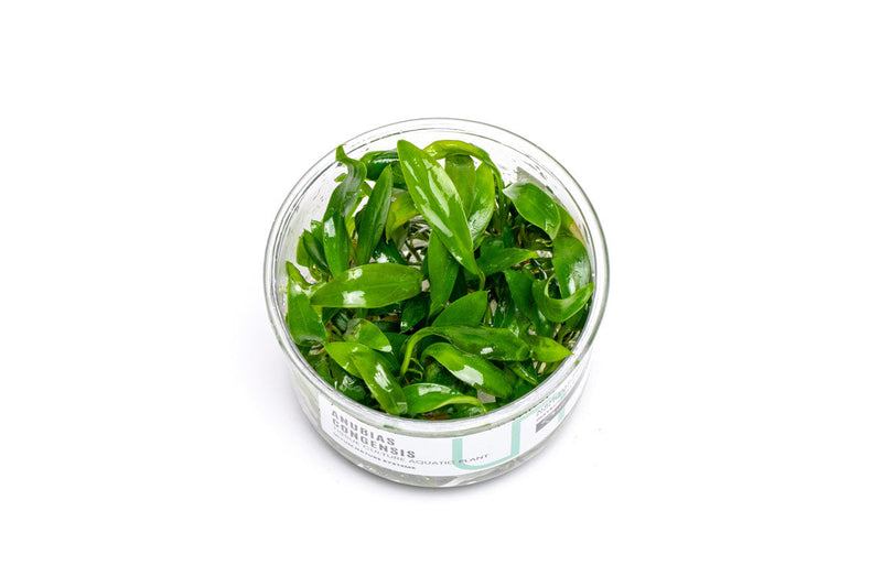 Anubias Congensis UNS Tissue Culture Aquatic Plant - Buce Plant