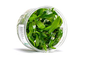 Anubias Congensis UNS Tissue Culture Aquatic Plant - Buce Plant