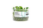Anubias Congensis UNS Tissue Culture Aquatic Plant - Buce Plant