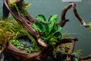 Healthy Anubias Emerald Bloom aquatic plant from CPA with vibrant green leaves, suitable for freshwater aquarium decoration.