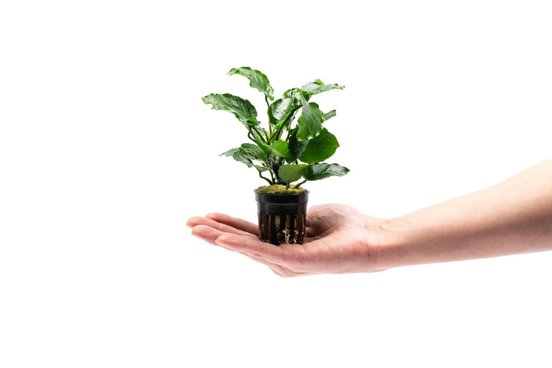 Healthy Anubias Emerald Bloom aquatic plant from CPA with lush green leaves, ideal for freshwater aquariums.