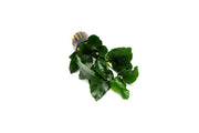 Healthy Anubias Emerald Bloom aquatic plant by CPA, showcasing vibrant green leaves suitable for freshwater aquariums.