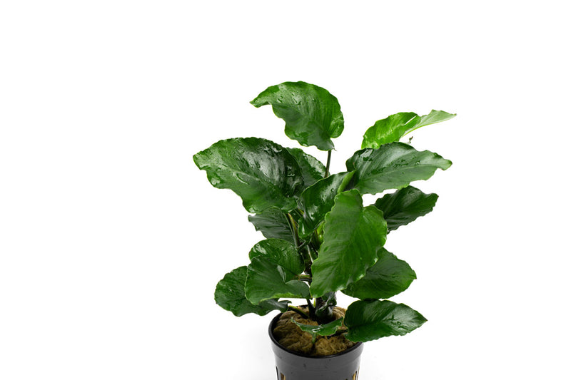 Healthy Anubias Emerald Bloom aquatic plant from CPA with lush green leaves suitable for freshwater aquariums.