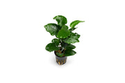 Healthy Anubias Emerald Bloom aquatic plant from CPA with vibrant green leaves, ideal for freshwater aquariums.