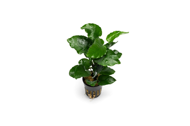 Healthy Anubias Emerald Bloom aquatic plant from CPA with vibrant green leaves, ideal for freshwater aquariums.