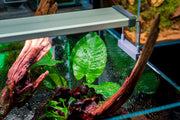 Healthy Anubias Emerald Bloom aquatic plant from CPA with vibrant green leaves, ideal for freshwater aquarium decoration.