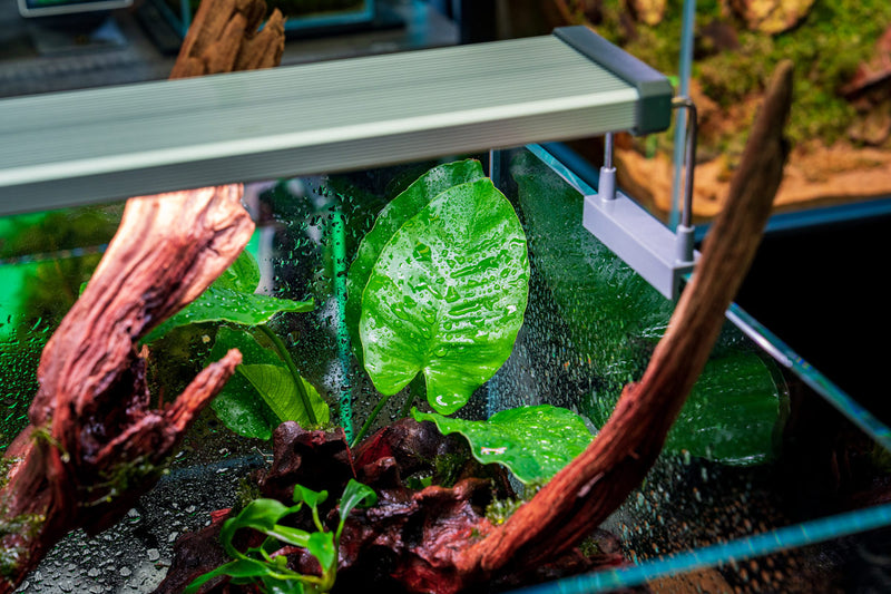 Healthy Anubias Emerald Bloom aquatic plant from CPA with vibrant green leaves, ideal for freshwater aquarium decoration.