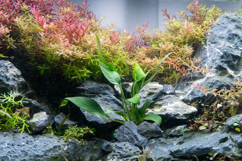 Anubias Glabra Aquatic Plant - Buce Plant