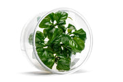 Anubias Golden Coin UNS Tissue Culture Aquatic Plant - Buce Plant