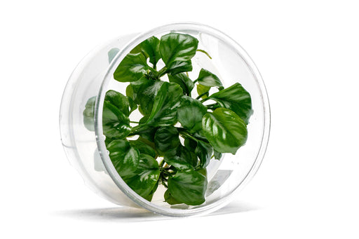 Healthy Anubias Golden Coin aquatic plant in UNSTC tissue culture, with bright green, coin-shaped leaves suitable for aquariums.