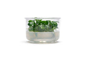 Anubias Golden Coin UNS Tissue Culture Aquatic Plant - Buce Plant