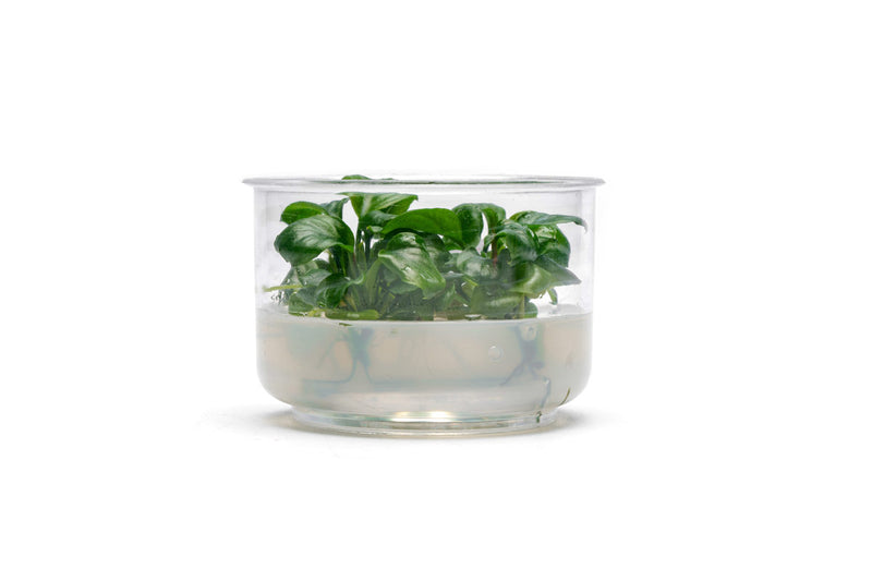 Anubias Golden Coin UNS Tissue Culture Aquatic Plant - Buce Plant