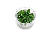 Anubias Golden Coin UNS Tissue Culture Aquatic Plant - Buce Plant