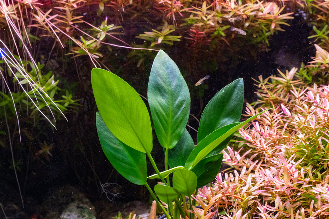 Anubias hastifolia