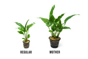 Anubias Heterophylla Mother Pot Aquatic Plant - Buce Plant