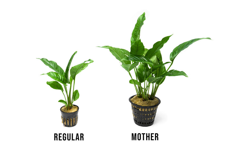 Anubias Heterophylla Mother Pot Aquatic Plant - Buce Plant