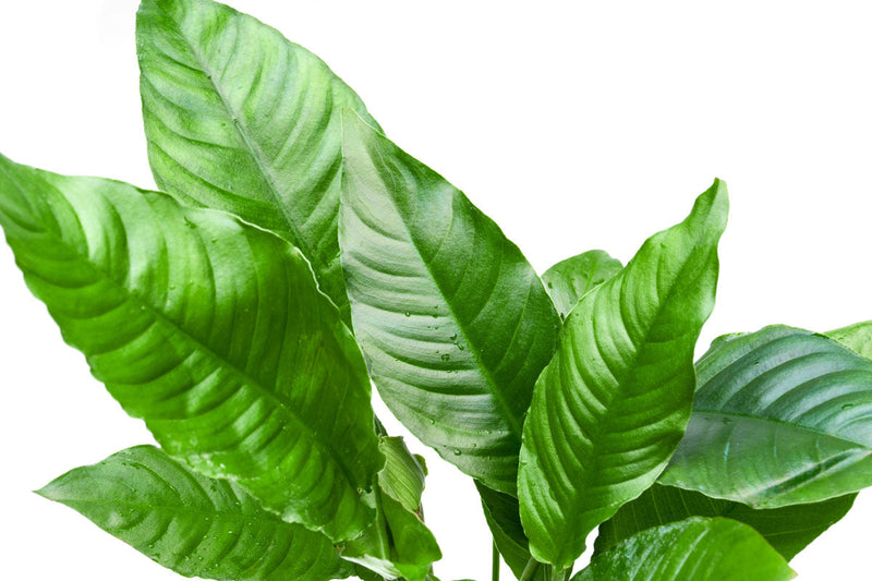 Anubias Heterophylla Mother Pot Aquatic Plant - Buce Plant