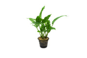 Anubias Heterophylla Mother Pot Aquatic Plant - Buce Plant