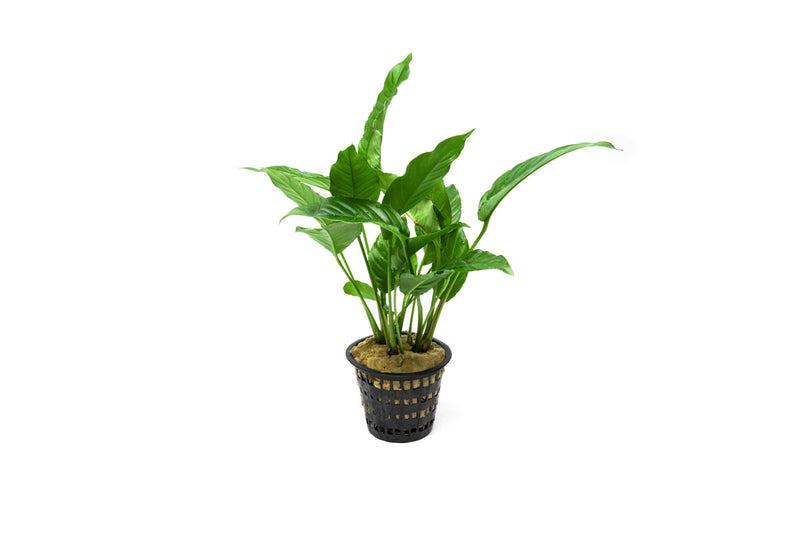 Anubias Heterophylla Mother Pot Aquatic Plant - Buce Plant