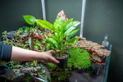 Anubias Heterophylla Mother Pot Aquatic Plant - Buce Plant