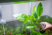 Anubias Heterophylla Mother Pot Aquatic Plant - Buce Plant