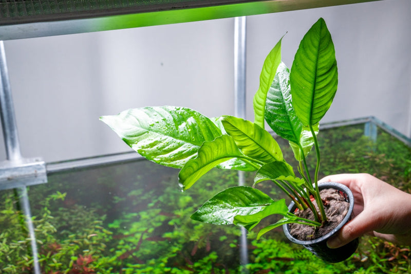 Anubias Heterophylla Mother Pot Aquatic Plant - Buce Plant