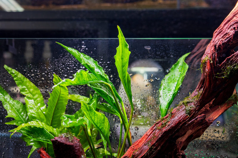 Anubias Heterophylla Supernova Aquatic Plant - Buce Plant