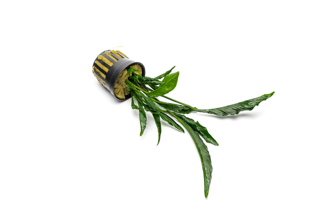 sepkilli porno qiz Yigitlar birinchi marta jinsiy aloqada bolishadi