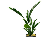 Anubias Heterophylla Supernova Aquatic Plant - Buce Plant