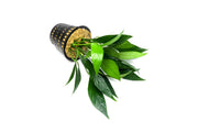 Anubias Lanceolata Mother Pot Aquatic Plant - Buce Plant