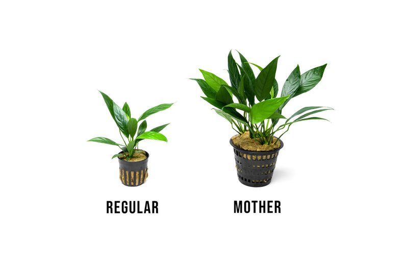 Anubias Lanceolata Mother Pot Aquatic Plant - Buce Plant