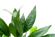 Anubias Lanceolata Mother Pot Aquatic Plant - Buce Plant