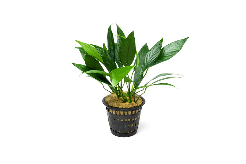 Anubias Lanceolata Mother Pot Aquatic Plant - Buce Plant