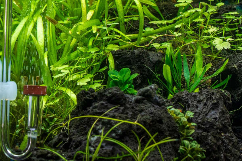 Anubias Mini Coin Aquatic Farmer Tissue Culture
