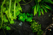 Anubias Mini Coin Aquatic Farmer Tissue Culture